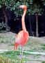 ベニイロフラミンゴの写真 14